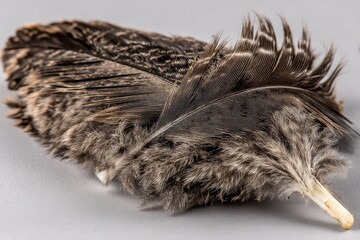 Poster - Detailed close-up of a large bird feather resting on a flat surface showcasing intricate textures and patterns