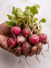 Aufkleber - Freshly Harvested Radishes Held in a Hand Revealing Soil From a Garden in Daylight