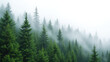 © SIAM - Misty forest, fog, pine trees, nature landscape