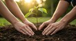 © João Salgado - Two pairs of hands carefully plant a sapling, symbolizing growth and teamwork together.