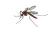 © Johanna - Isolated Mosquito