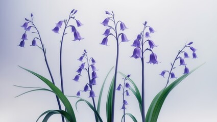 Aufkleber - Beautiful violet and white floral blooms of bluebell and scilla in a spring meadow