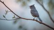 © AbstractAI - A gray catbird emits a song while perched on a spear in the savanna