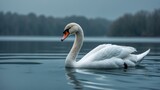 Very close-up side perspective of a white swan on a blue lake