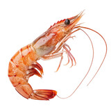 Prawn png sea shrimp png seafood png crustacean png marine creature png edible shrimp png ocean delicacy png shellfish png transparent background image