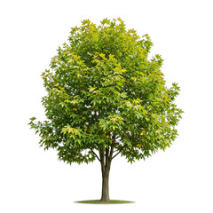 Sweetgum Tree Isolated on Transparent Background