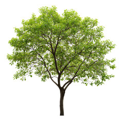 Tree with sparse natural leaves standing alone against a white background in a serene environment during daylight, Image a tree with few natural leaves isolated on a isolated on white background