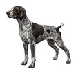 © yaz.monroe - Elegant German Shorthaired Pointer Illustration on Clear Background Stand Still