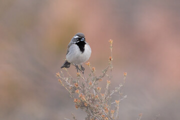 Wall Mural - A Black Throated Sparrow perches on the tip of a desert bush looking towards the right in soft early morning light in the desert of Southern Utah USA with out of focus desert colors in the background.