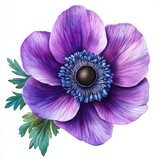 Purple anemone floral watercolor design on white background