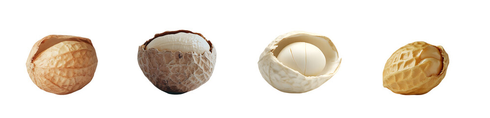 Set of Assorted nut shells in various shades of brown and white. isolated on transparent background