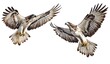 © Scream - Two Hawks in Flight, Isolated on White