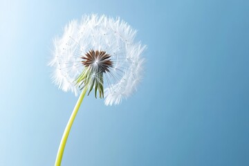 single dandelion seed floating gracefully in sunlight against a clear blue background
