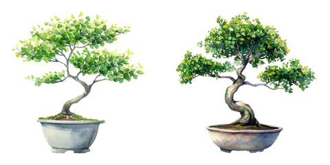 bonsai tree in pot watercolor vector illustration