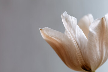 Poster - Delicate white tulip petal closeup with soft natural light, serene background, and gentle texture, evoking calm and peaceful emotion in minimal floral composition
