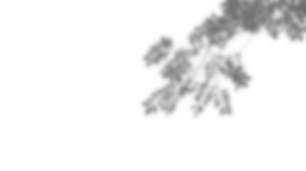 Leinwandbilder - Leaf shadow overlay effect mockup with blurred leaves and foliage branch creating soft natural look for design backgrounds and creative presentations