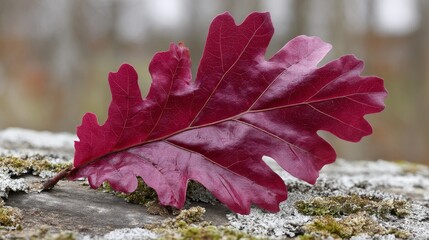 Poster - A vibrant crimson oak leaf rests on a moss-covered log, surrounded by a softly blurred autumn forest, highlighting the beauty and textures of the season