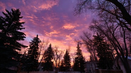 Poster - Vibrant twilight captures a silhouette of deciduous trees framed by a fiery orange and purple sky, creating a peaceful atmosphere at dusk