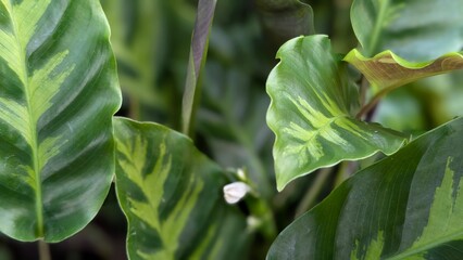 green leaf texture