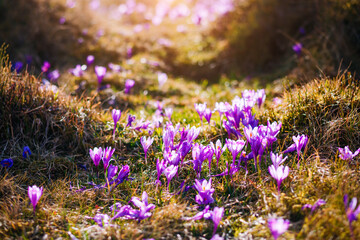 Aufkleber - Incredible pictures of blooming crocuses in a sunny meadow. Charming image of stunning flowers shining in the sun.