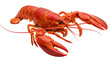 © Smallde - Cooked Lobster Close-Up on White Background for Seafood Concepts