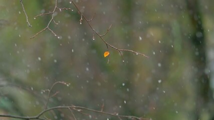 Rain