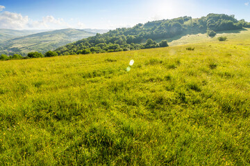 Wall Mural - mountainous countryside of ukraine in summer. grassy organic pasture on the hill in morning light. s