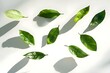 © Anastasiia - A collection of various green leaves arranged on a light background, casting shadows. Concept Green Leaf Arrangements, Nature Aesthetics, Shadow Play, Minimalist Design, Botanical Photography