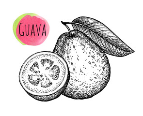 Wall Mural - guava and half ink sketch