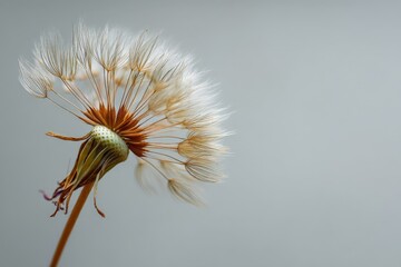 Poster - Delicate dandelion seeds caught in gentle breeze, showcasing nature's beauty in quiet moment during daylight hours