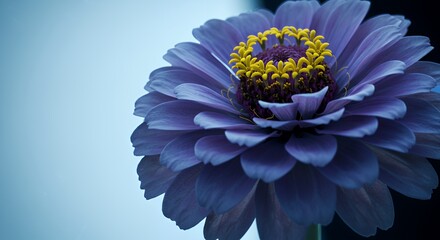 Detailed Light Purple Zinnia with Vibrant Yellow Center on Gradient Blue Background