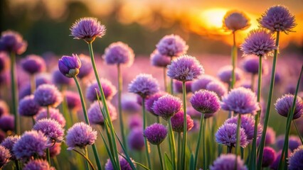 Poster - A vibrant field of flowering plants bathed in the warm glow of the setting sun, showcasing a myriad of blossoms in various stages of bloom, creating a breathtaking scene of natural beauty.