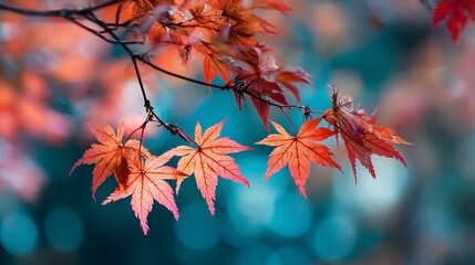 Poster - Red maple leaves in autumn season, japanese maple tree in fall season
