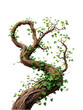 © SIAM - Twisted tree branch with lush green ivy.