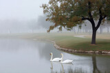 serene scene of swans gracefully floating on tranquil water soft pastel colors dominate landscape