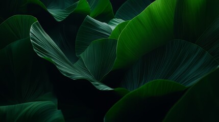 Poster - Close up of green leaves with a dark background. The leaves are very thick and the background is dark