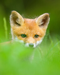 Wall Mural - Red fox kit portrait, adorable look
