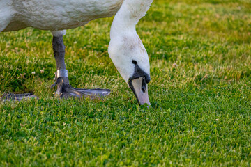 a photo of a white bird eating grass in a field