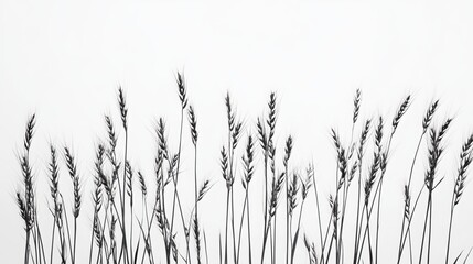 Naklejka na meble Close-up of wheat stalks against a white backdrop.
 