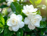 クチナシの白い花