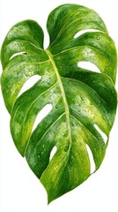 Poster - Isolated Monstera Deliciosa Leaf with Water Droplets Close Up Studio Shot Detailed Veins and Texture Fresh Green Tropical Plant on White Background