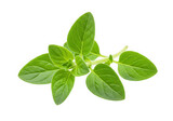 Fresh oregano herb plant closeup isolated on transparent background