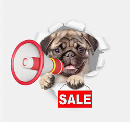 Poster - Funny Pug puppy looks through a hole in white paper and barking into a megaphone and showing signboard with labeled 