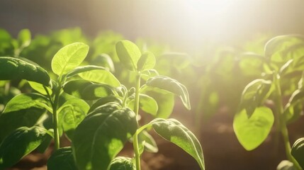 Poster - A serene image of bean plants swaying gently in the breeze, with soft sunlight casting shadows, emphasizing the beauty of agriculture and nature