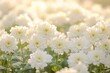 © ani - Soft focus of many white flowers