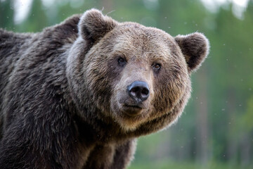 Wall Mural - Large male brown bear portrait, the king of taiga