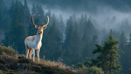 Poster - Majestic fallow deer buck stands proudly on a hilltop, overlooking a misty forest at dawn.  Sunlight illuminates its antlers and coat, creating a serene and picturesque scene. : Generative AI