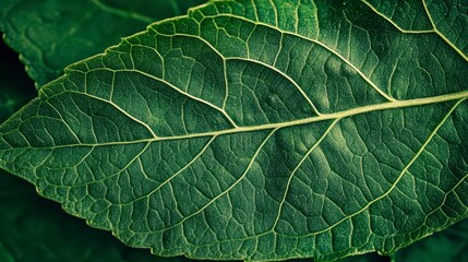 Aufkleber - Close-up of a vibrant green leaf, showcasing intricate vein patterns and texture.