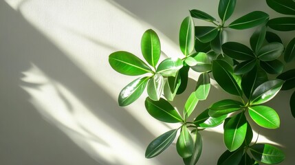 Poster - Lush green plant leaves in sunlight against a light wall.