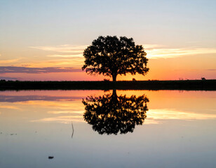 Wall Mural - solitary tree stands majestically against vibrant sunset, its reflection mirrored in calm water belo